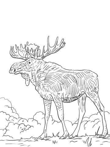 Eurasia Elk Coloring Page